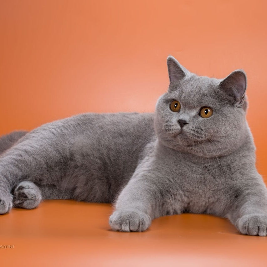 Emma British Shorthair female, blue