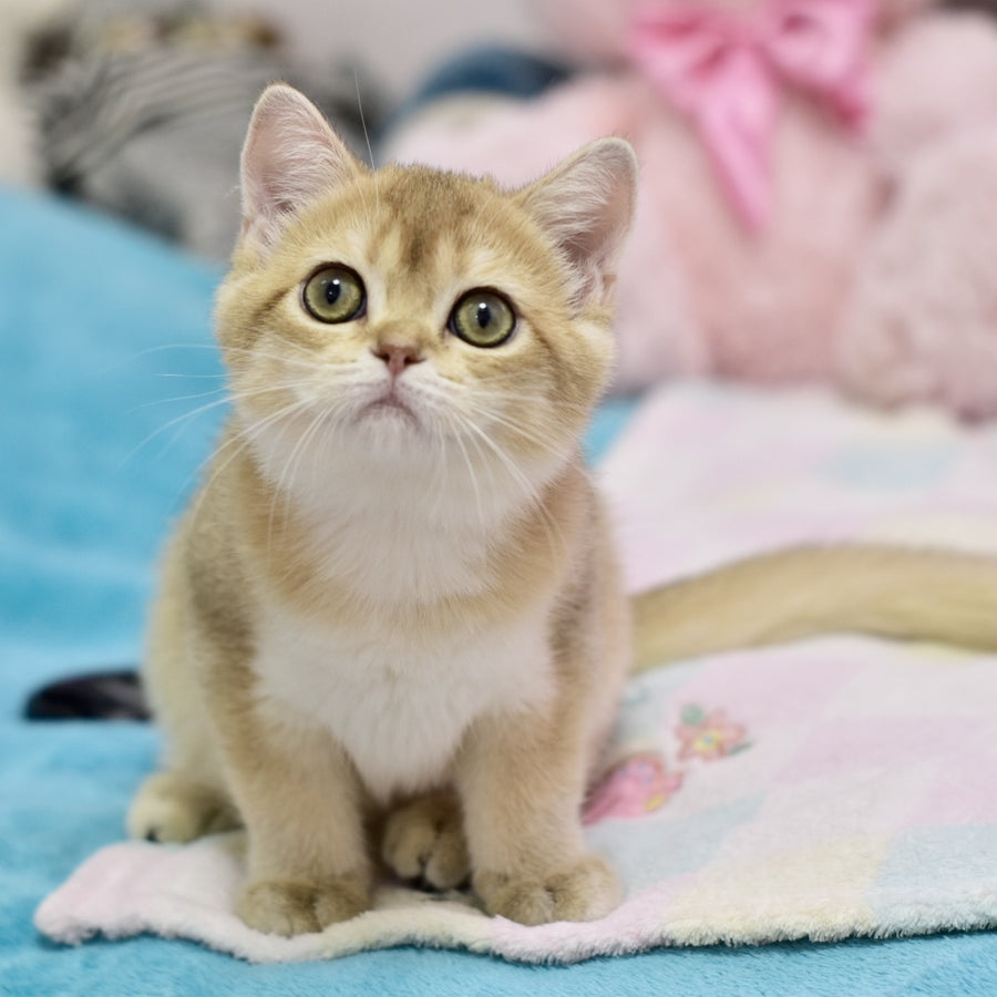 Crystal British Shorthair female, black golden shaded