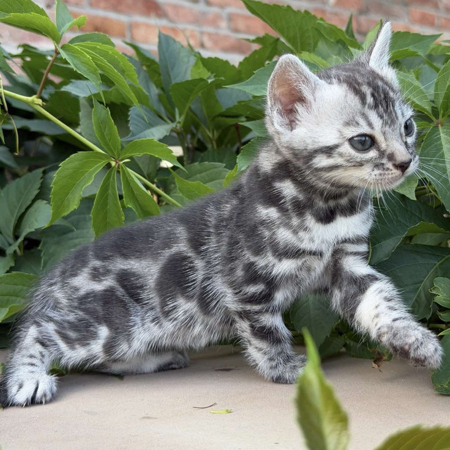 Celine Bengal female, black silver spotted tabby