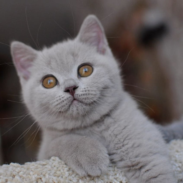 Twix British Shorthair male, lilac