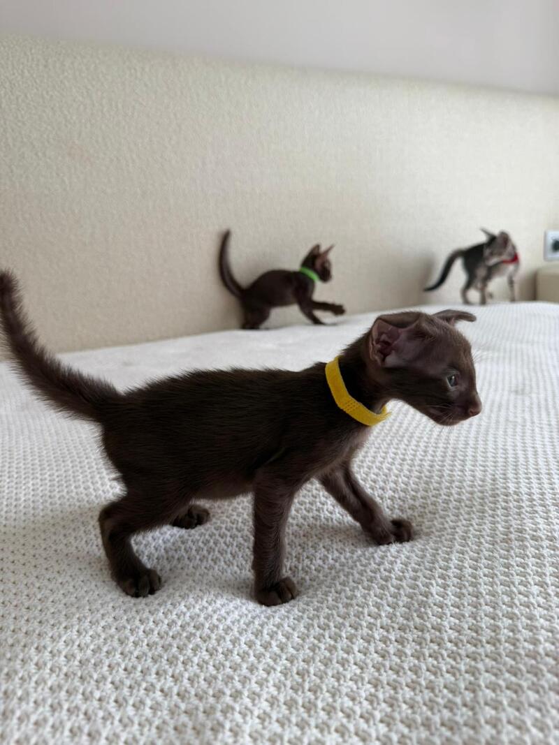 Adele Oriental Shorthair female chocolate - live animals