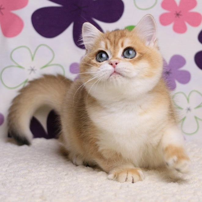 Saharok British Shorthair male, black golden chinchilla