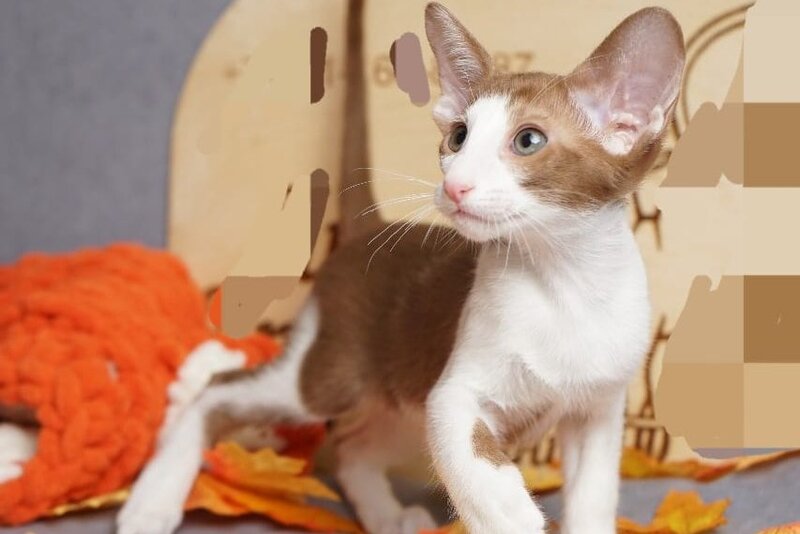Fedya Oriental Shorthair male, cinnamon bicolour