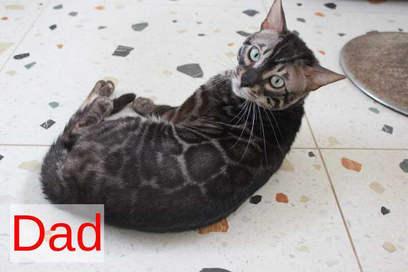 Vakula Bengal male, black spotted tabby pointed