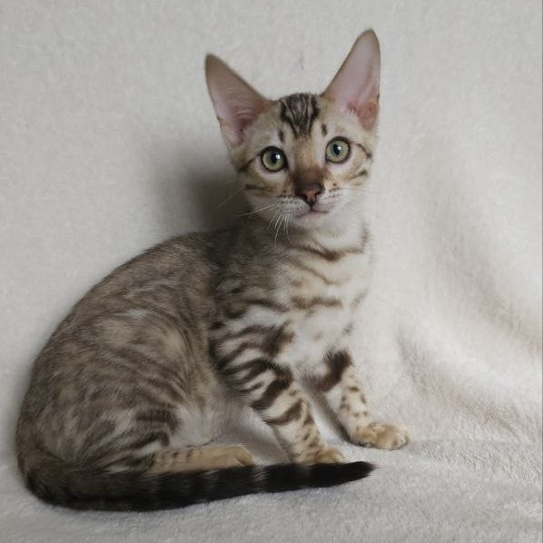 Max Bengal male, seal tabby