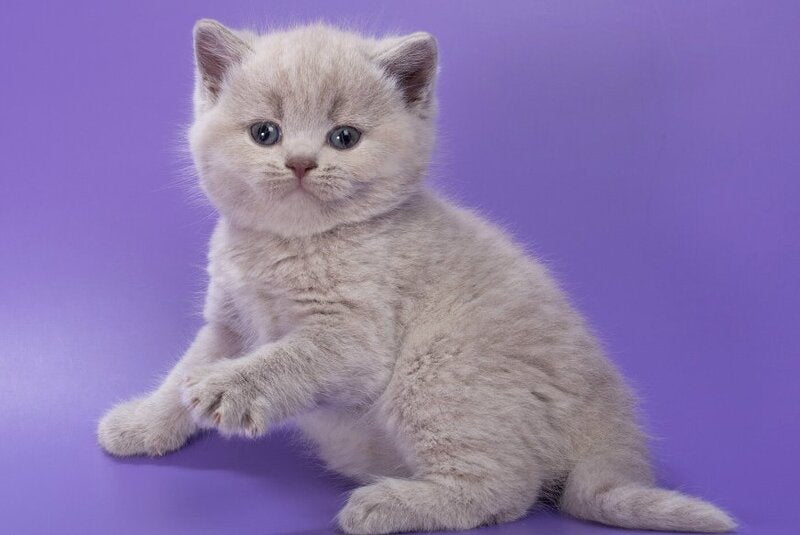 Paloma British Shorthair female, lilac