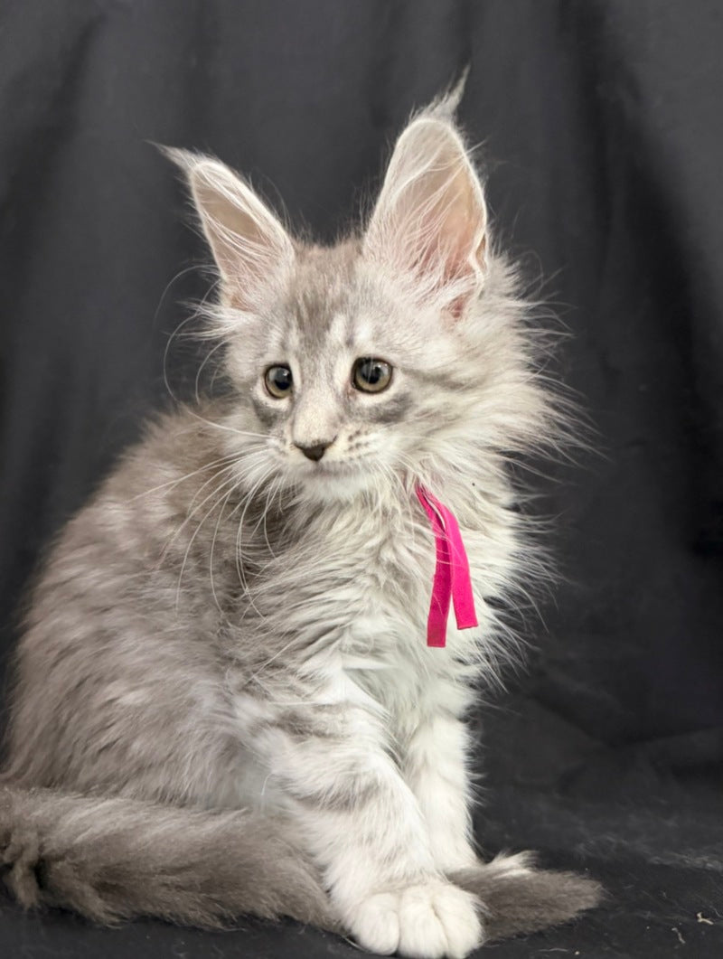 Zama Maine Coon female, blue silver tabby
