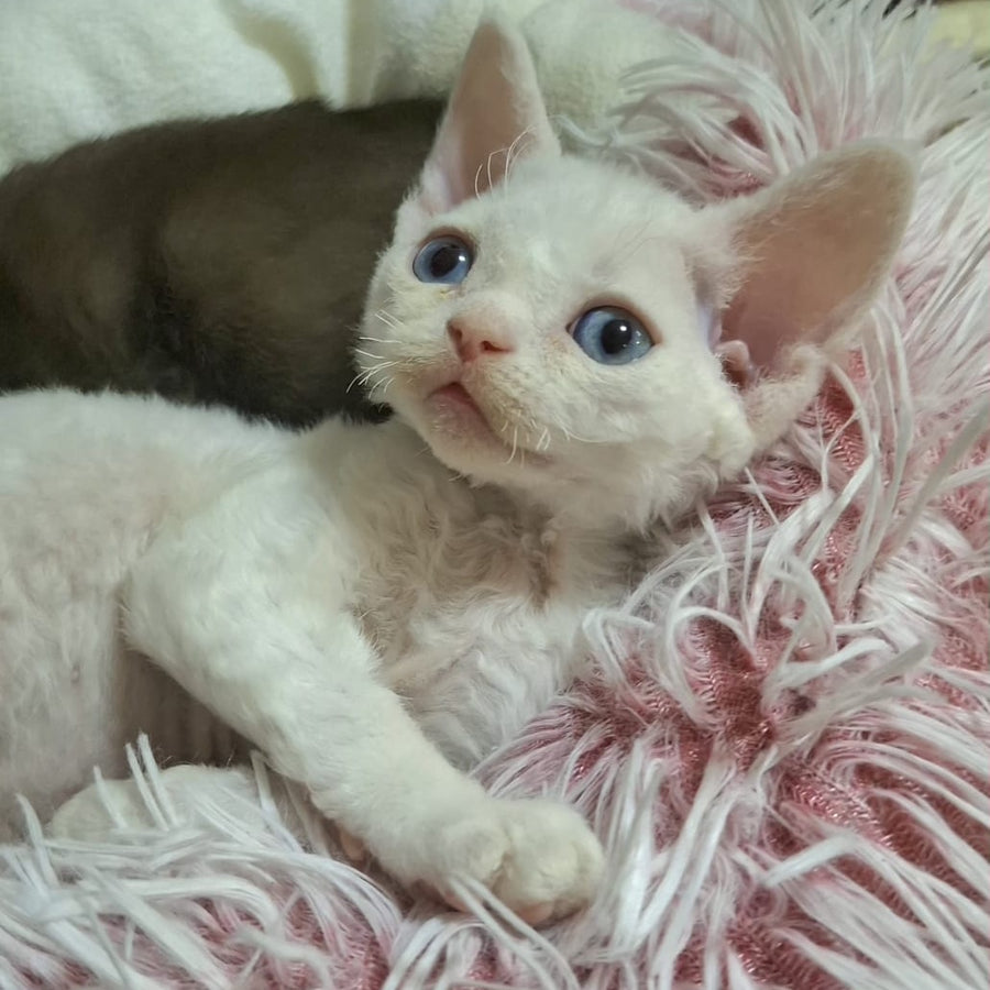 Genri Devon Rex male, white