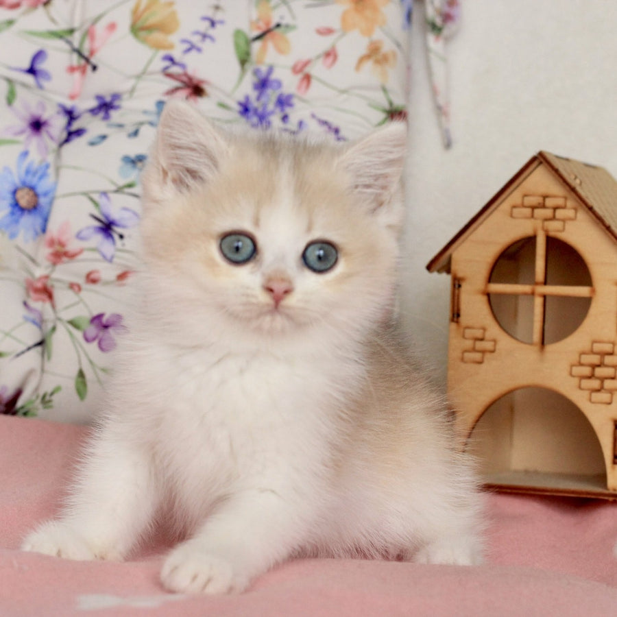 Watson British Shorthair male, blue golden chinchilla bicolour