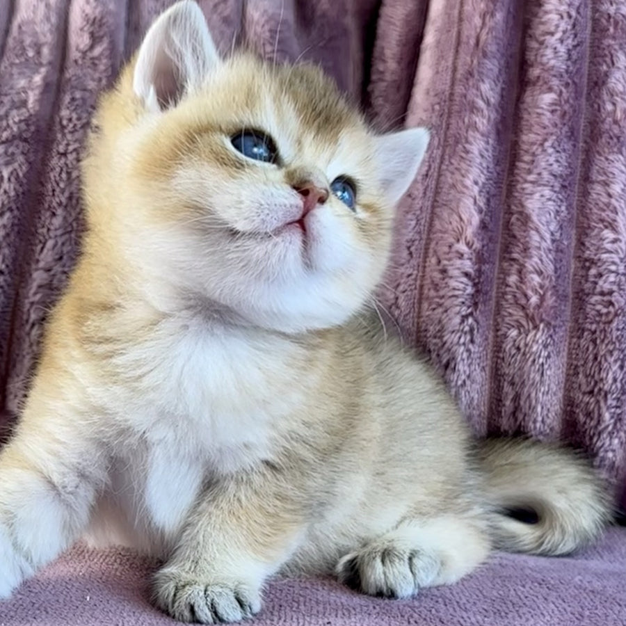 Infinity Star British Shorthair female, black golden shaded