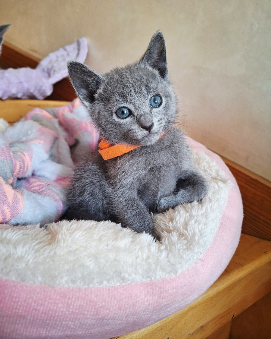 Kristall Russian Blue male blue - live animals