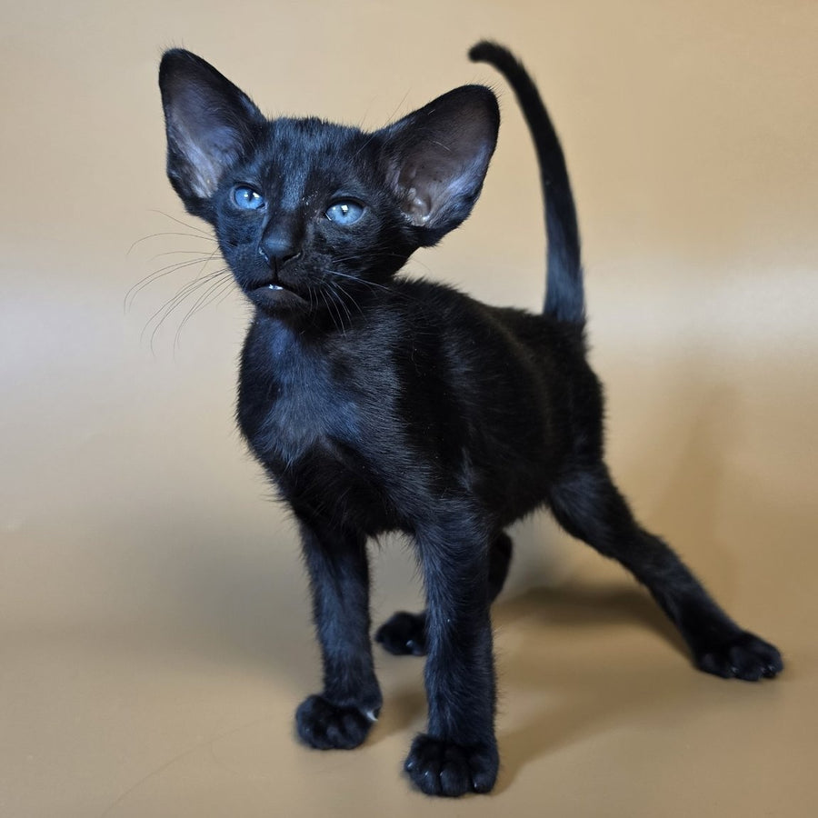 Finn Oriental Shorthair male, black