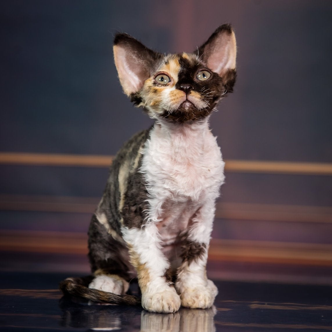 Karmen Devon Rex female, black tortie bicolour