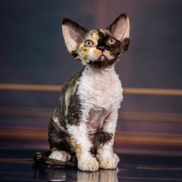 Karmen Devon Rex female, black tortie bicolour