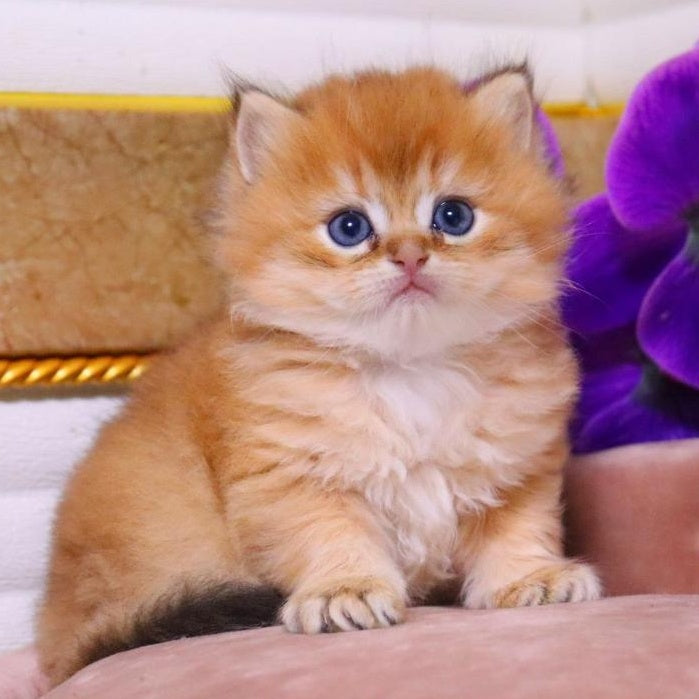 Barneby British Longhair male, black golden chinchilla