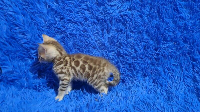 Kiki Bengal female black spotted tabby pointed - live animals