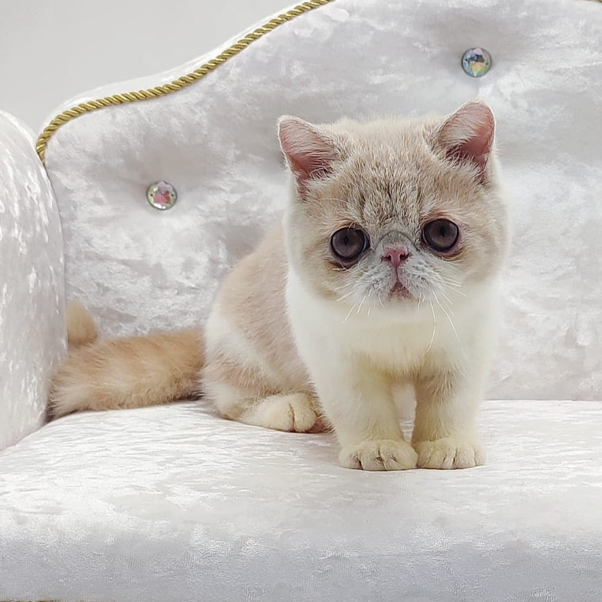 Amrisha Exotic female, cream bicolour