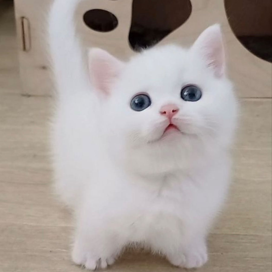 Casper Munchkin male, white