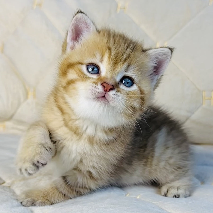 Grant British Shorthair male, chocolate golden spotted tabby