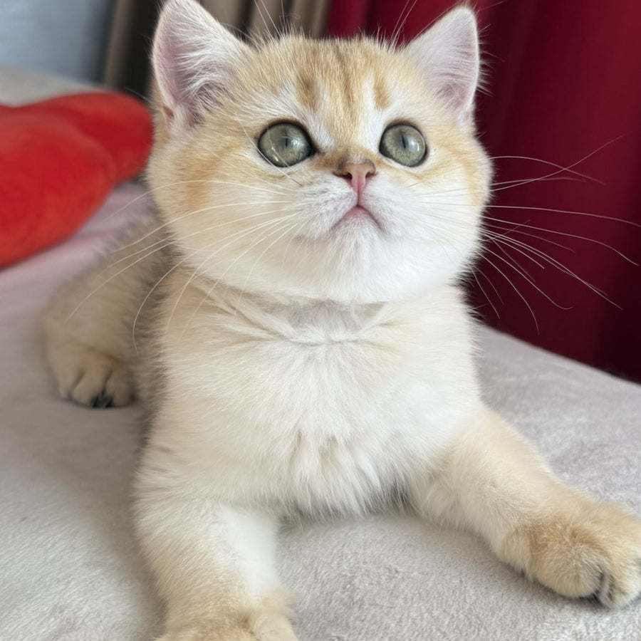 Elvira Scottish Straight female, black golden shaded