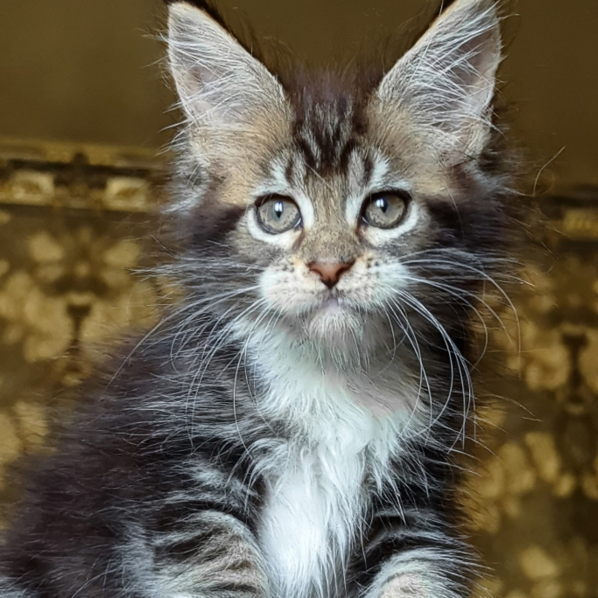 Inosh Maine Coon female, black tabby with white