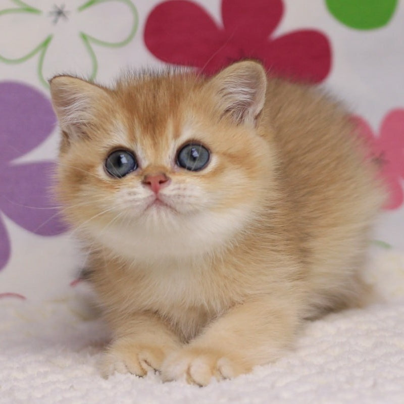 Ariel British Shorthair female, black golden chinchilla