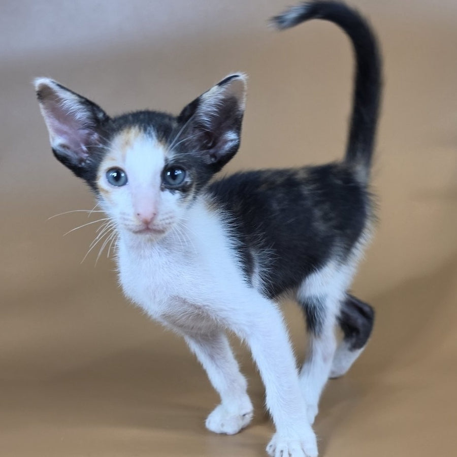 Dessert Rose Oriental Shorthair female, black tortie bicolour