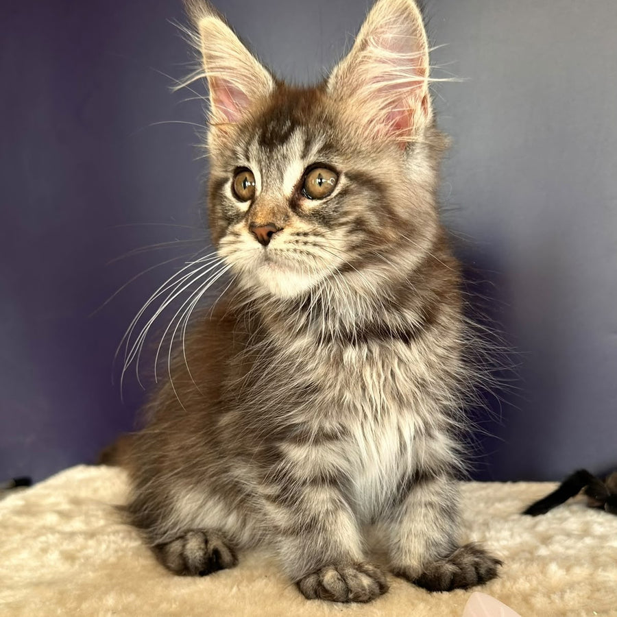 Xzena Maine Coon female, black tortie silver tabby