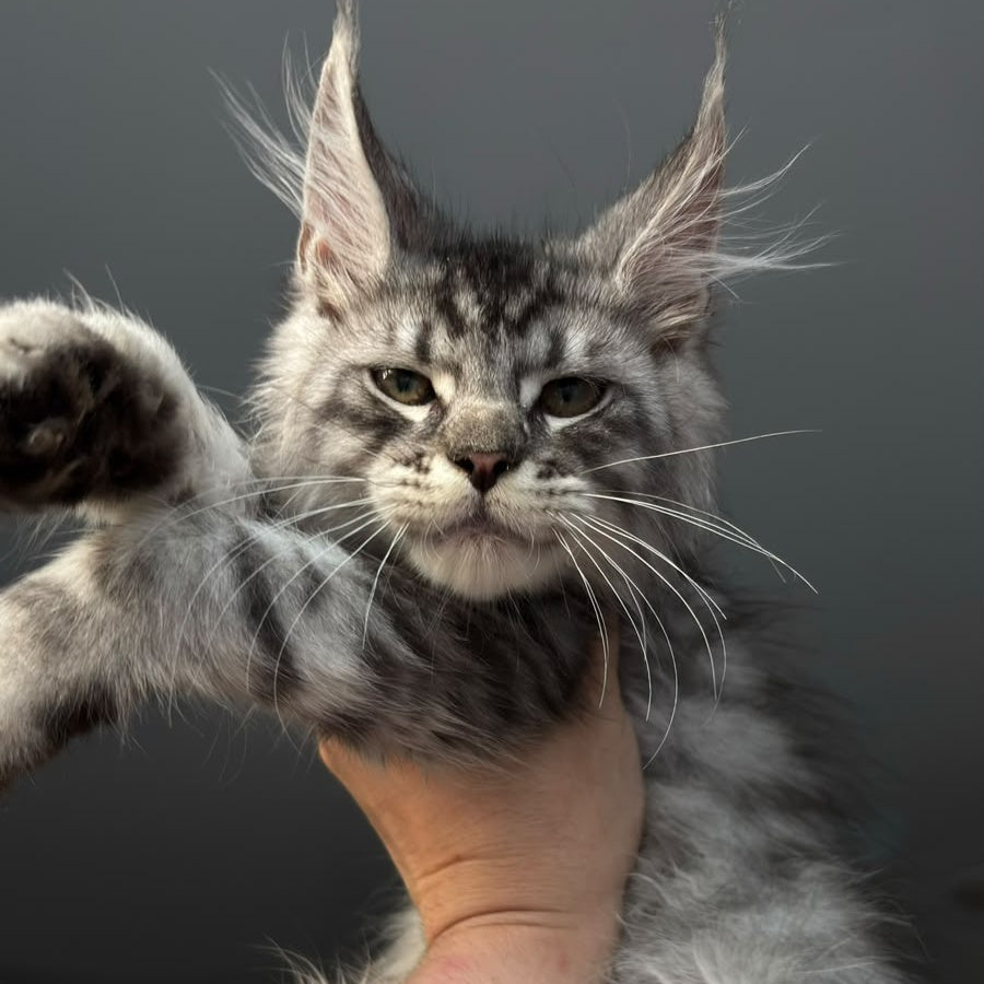 Daiquiri Maine Coon male, black silver spotted tabby