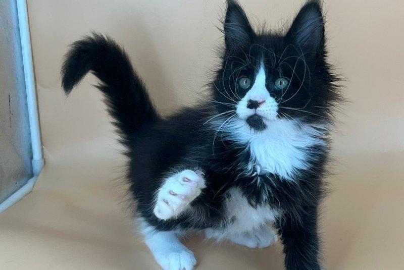 Bred Maine Coon male, black bicolour