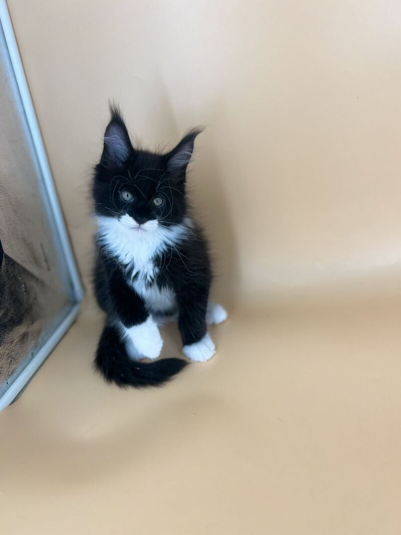 Betmann Maine Coon male, black bicolour