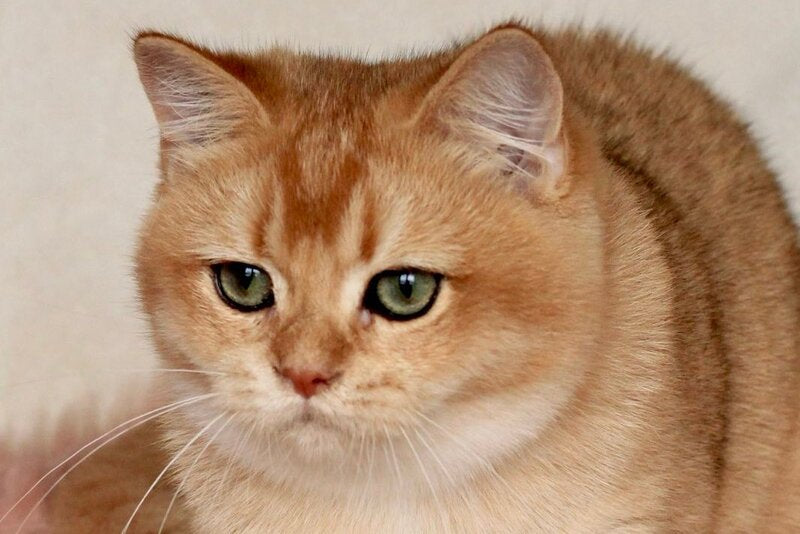 Laky British Shorthair male, black golden chinchilla