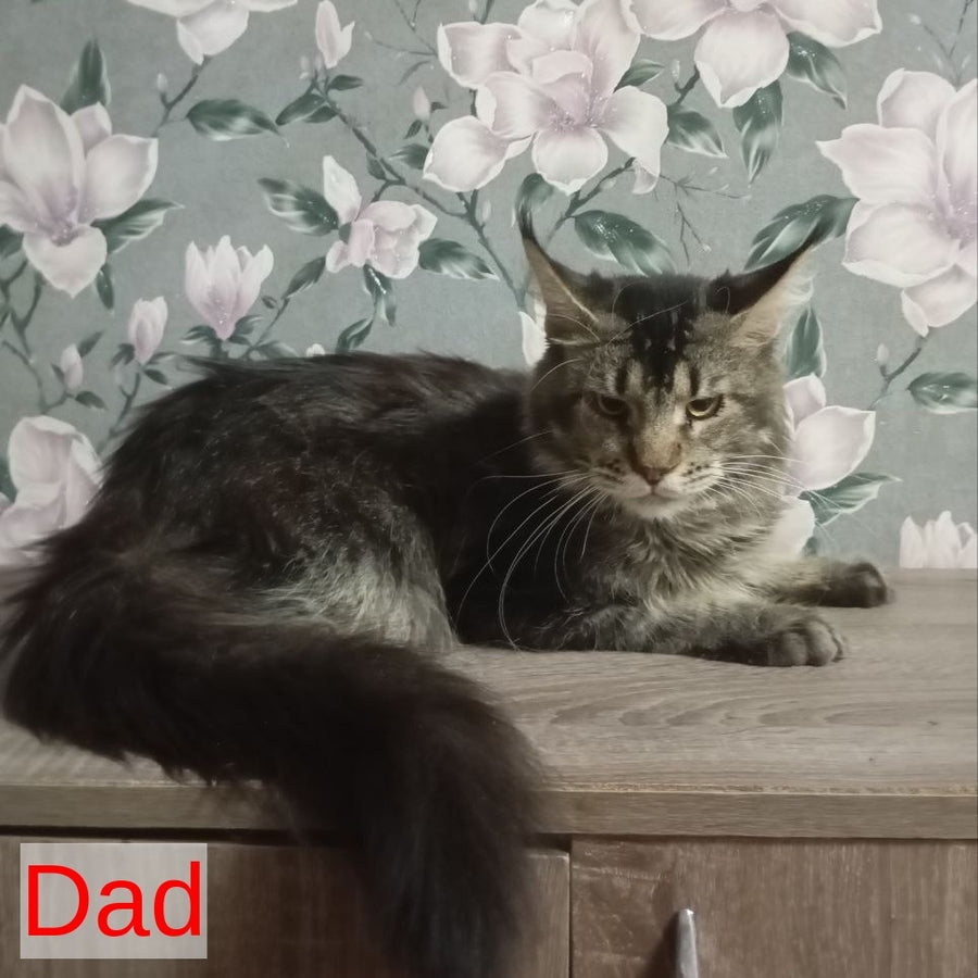 Nazira Maine Coon female, black