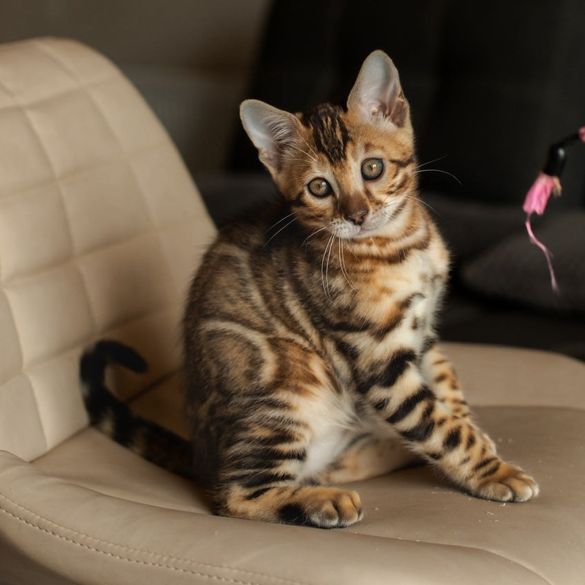 Marvel Bengal male, black spotted tabby