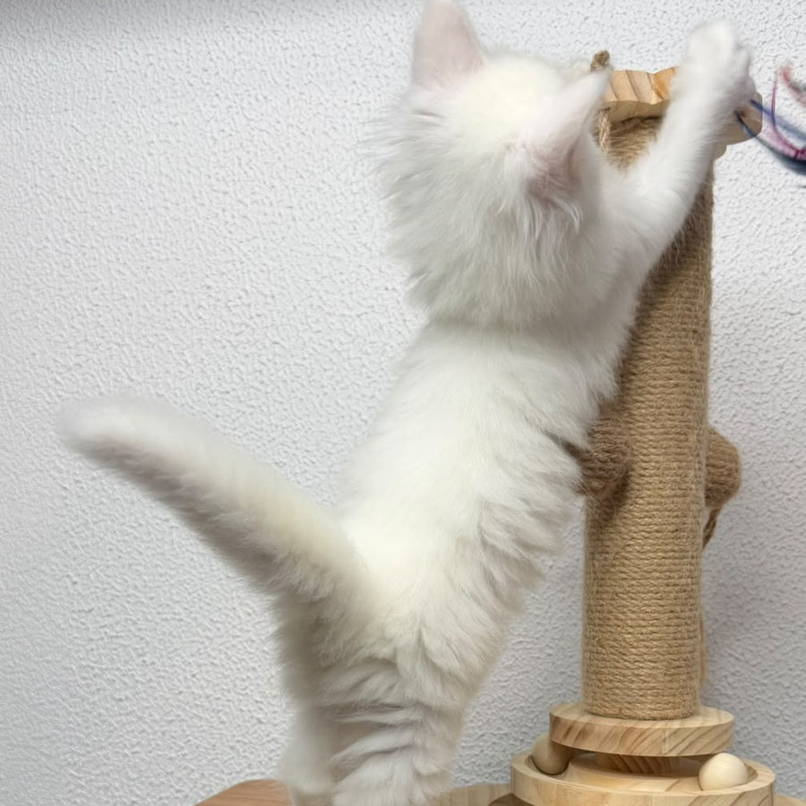 Bella Maine Coon female, white