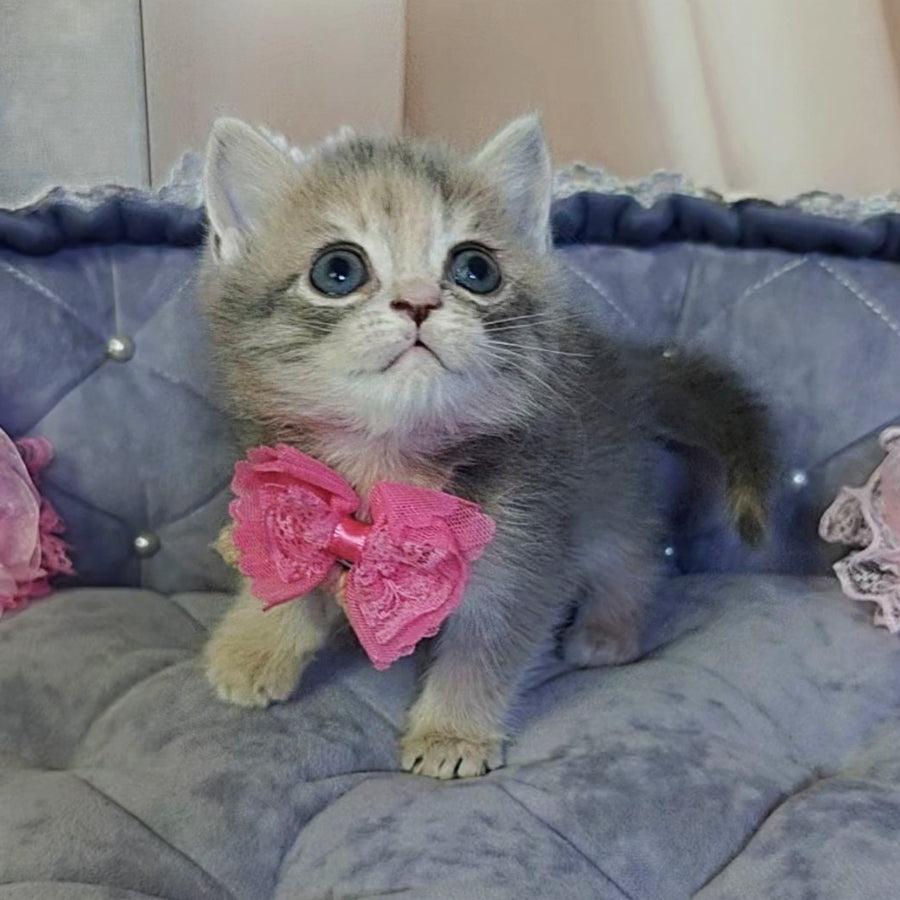 Tyra British Shorthair female, blue tortie