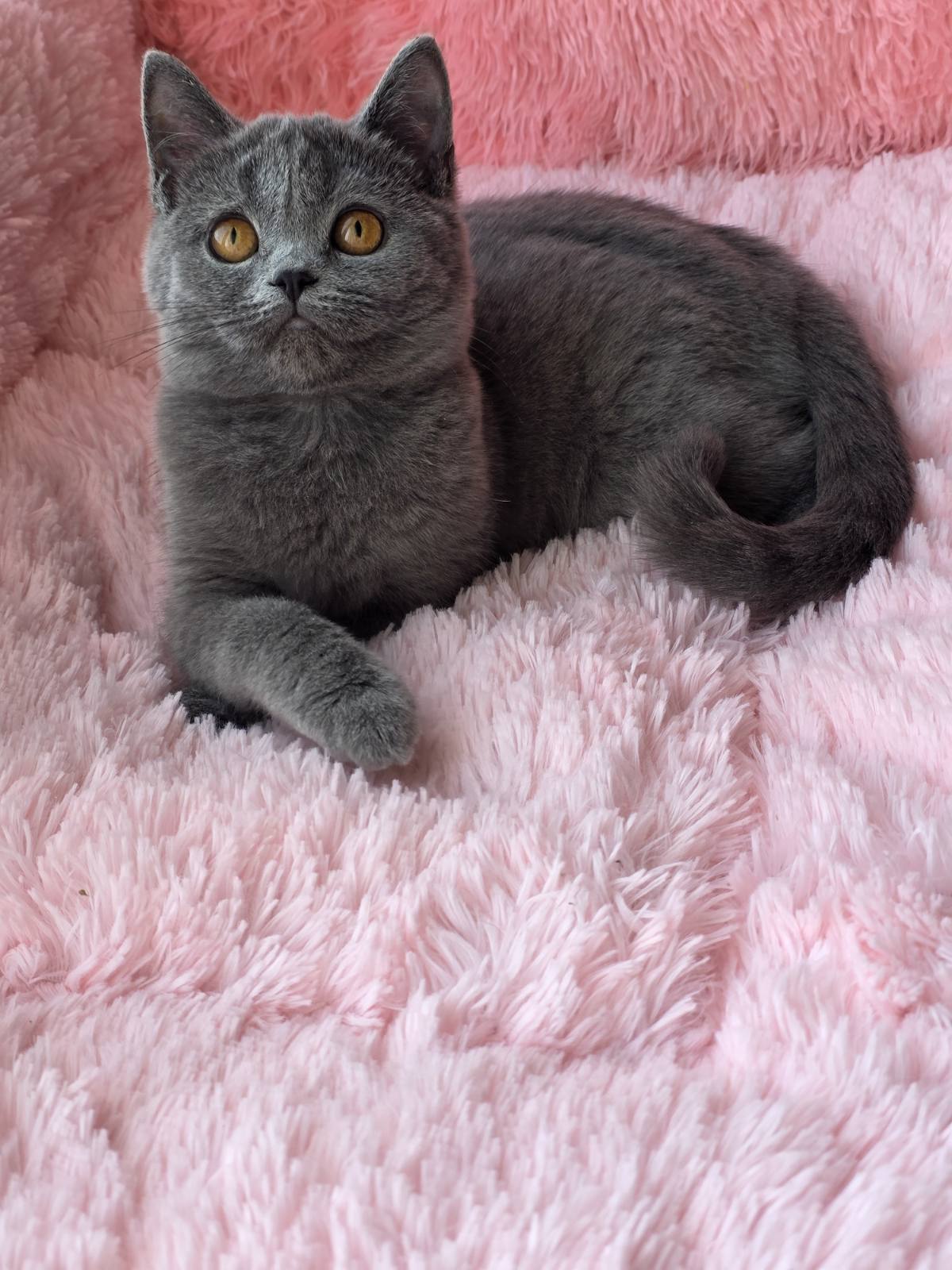Caitlin British Shorthair female, blue
