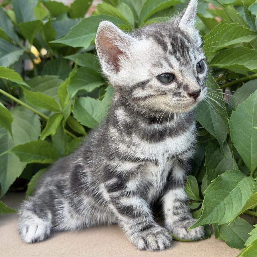 Celine Bengal female, black silver spotted tabby