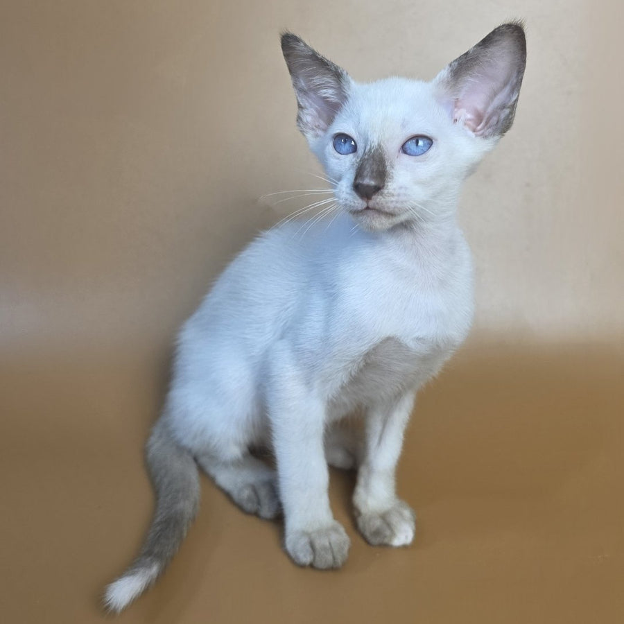 Eir Siamese female, black tortie