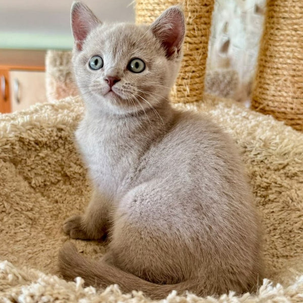 Xenia British Shorthair female, lilac