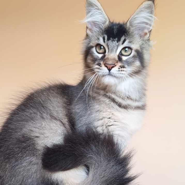 Elif Maine Coon female, black ticked tabby