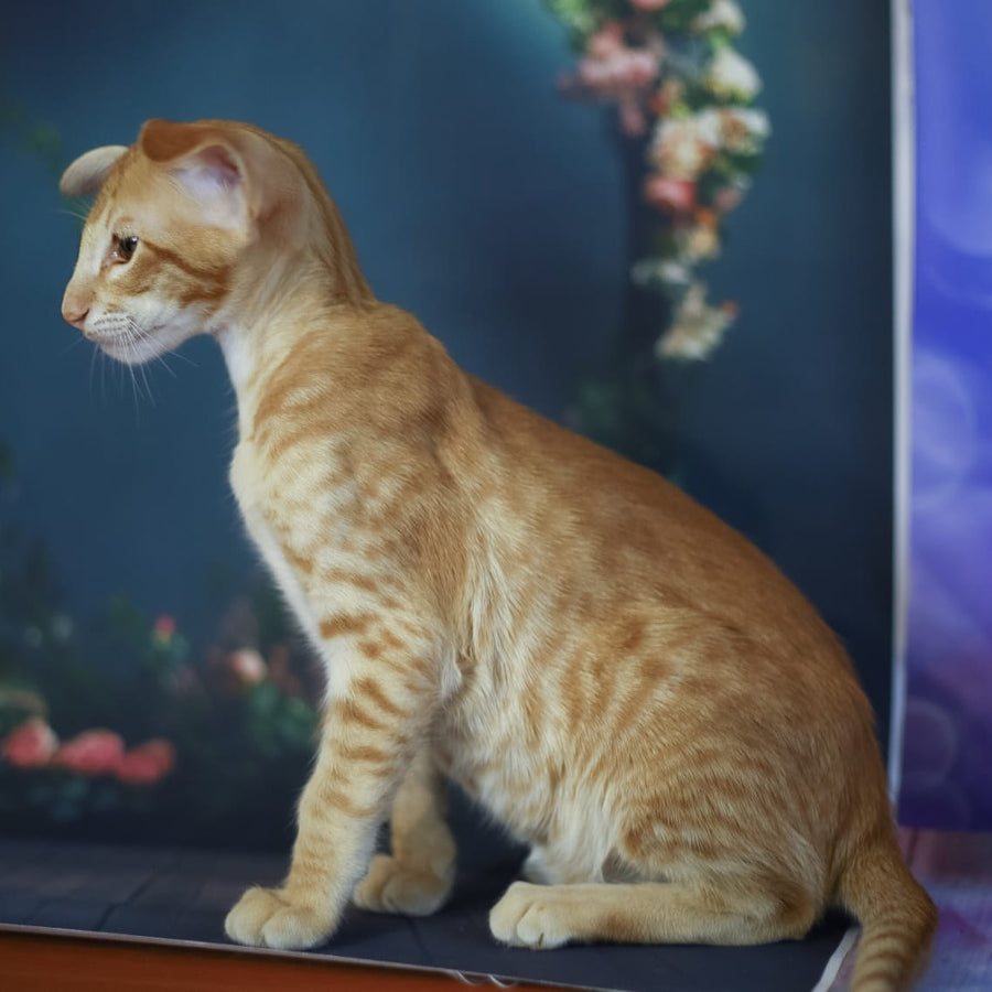 Pеpрer Oriental Shorthair male, red