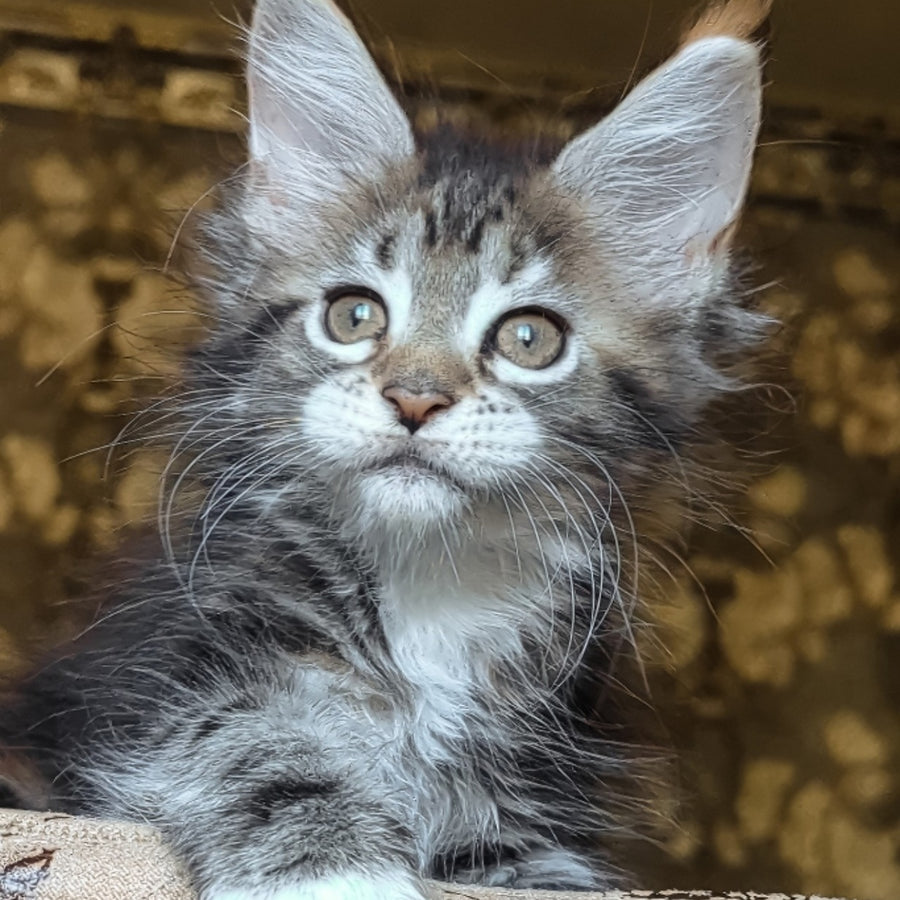 Irish Maine Coon female, black tortie tabby with white