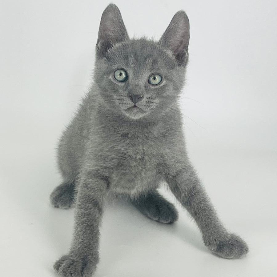 Archie Russian Blue male, blue
