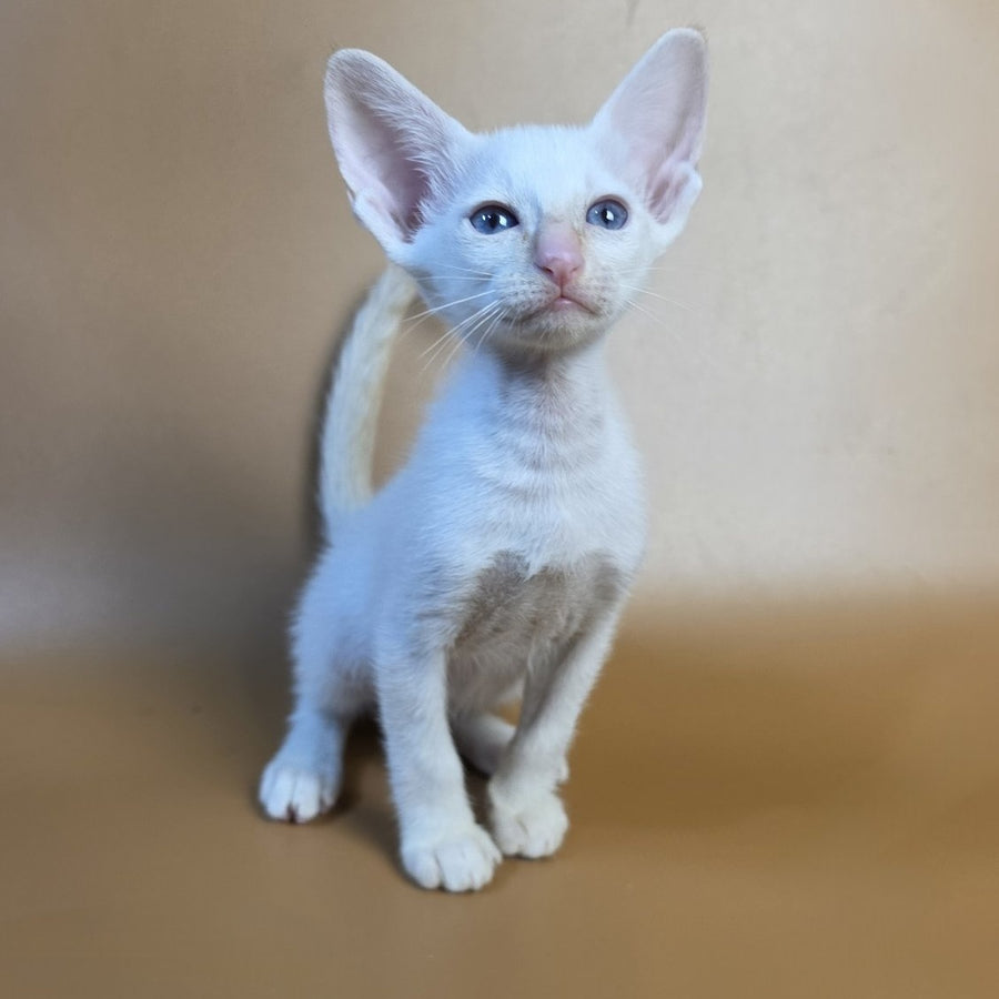 Eclair Siamese male, red