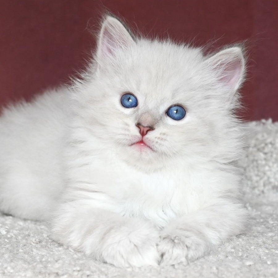 Lazurit Siberian male, black tabby pointed