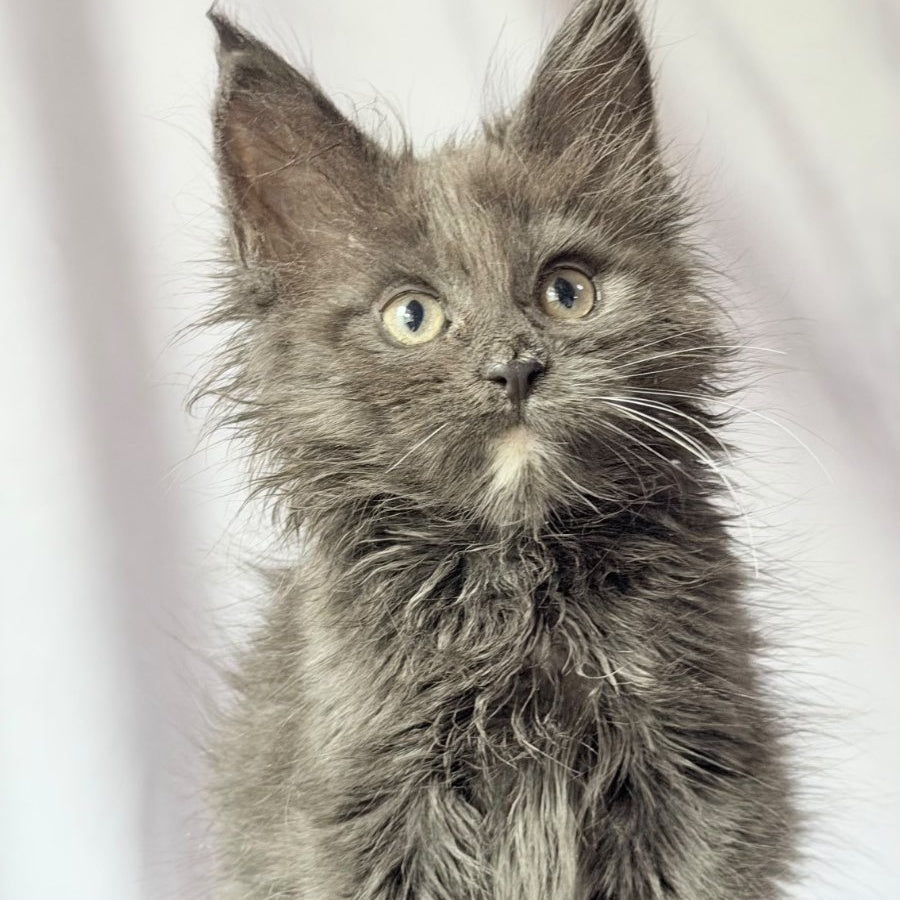 Nigel Maine Coon male, blue with white
