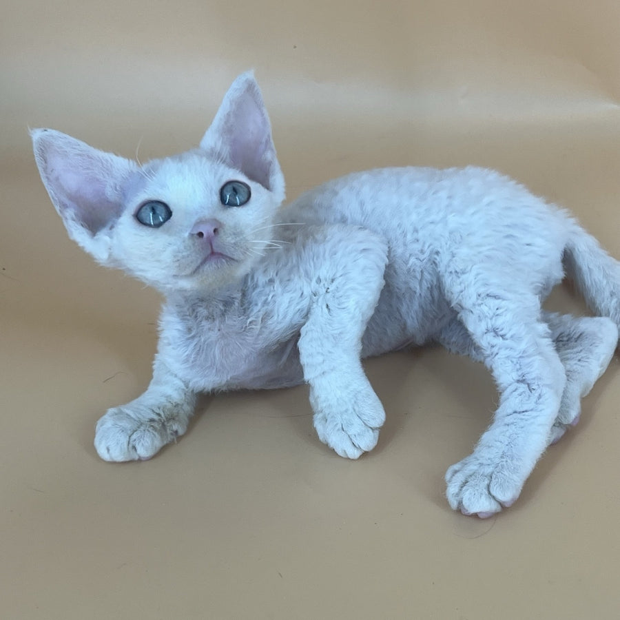 Arni Devon Rex male, white