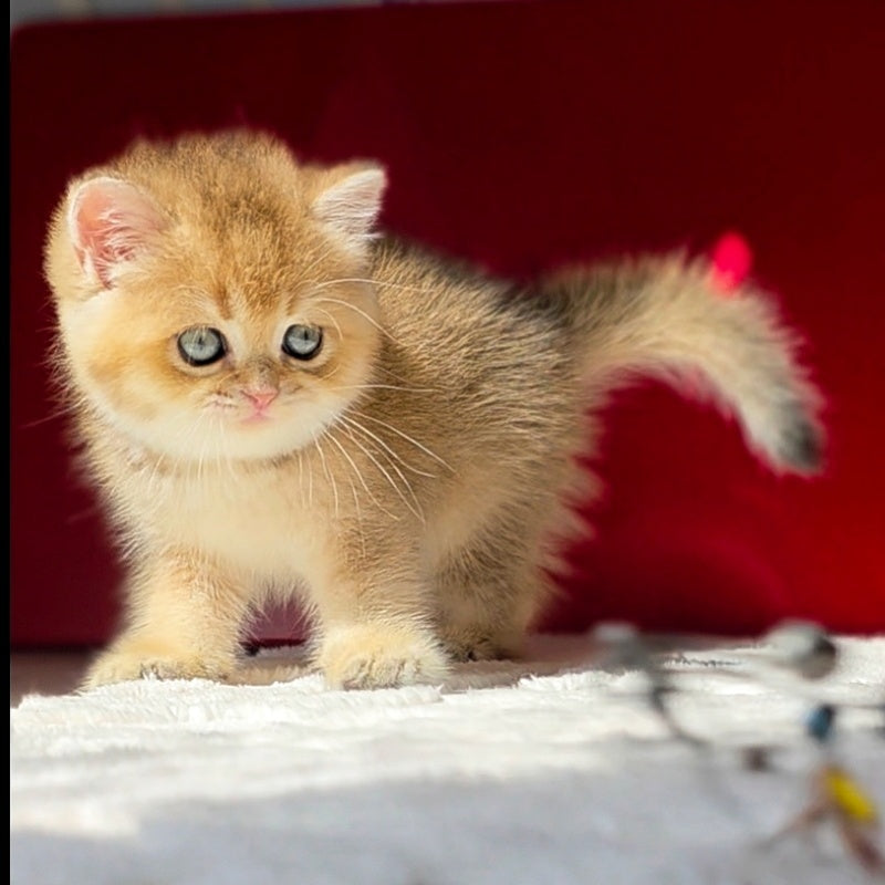 Thomas British Shorthair male, black golden shaded