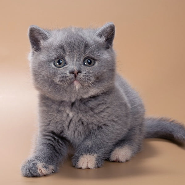 Quimby British Shorthair female, blue tortie